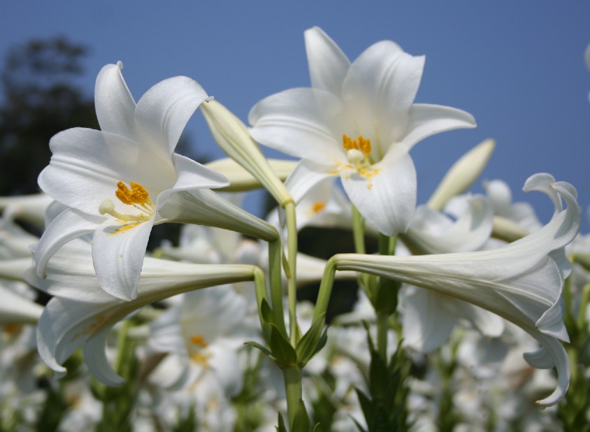 青く澄んだ空を背景に、白色のユリの花が複数咲き誇った写真