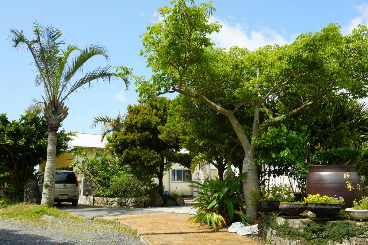 亜熱帯の雰囲気を持つ住宅の庭先を捉えた写真で、左側には背の高いヤシの木が見え、庭の中央には黄色い舗装路が広がり奥の建物へ続き、右側には大きな甕と植木鉢が並び、濃い緑の木々が生い茂っている農家民泊 菜の花の外観写真