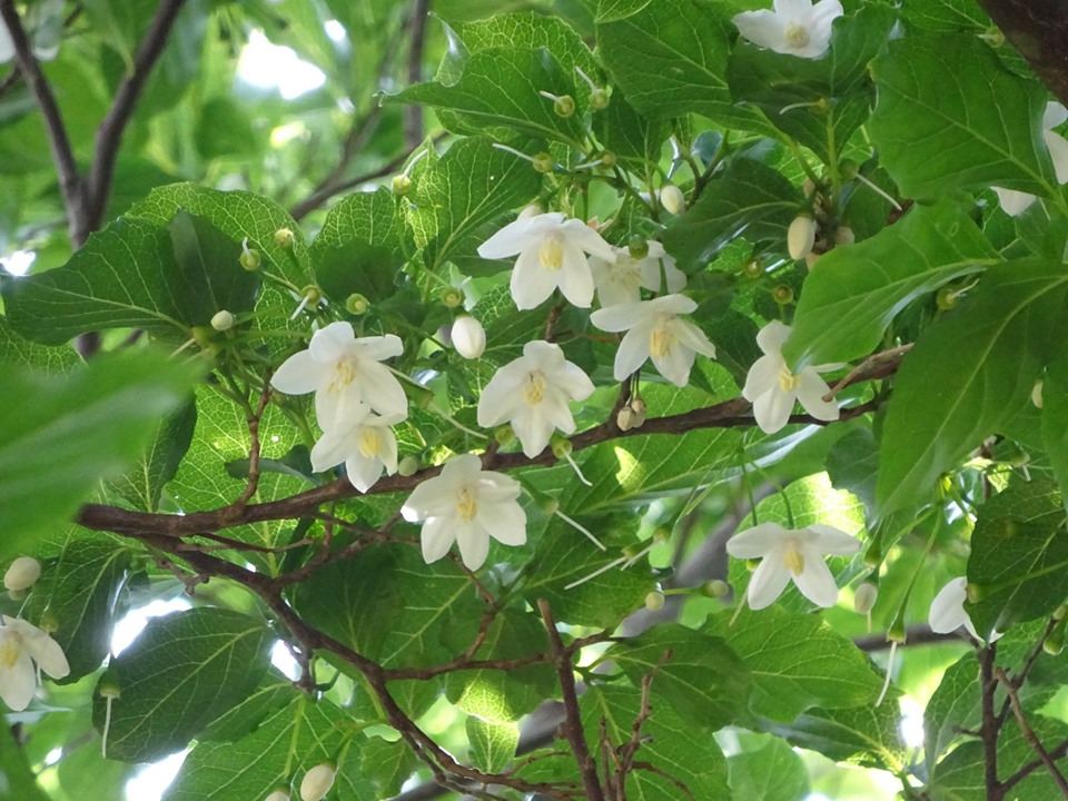 青々とした葉の間に、白くて小さな五枚の花びらを持つ複数のエゴノキの清楚な花が咲いている写真