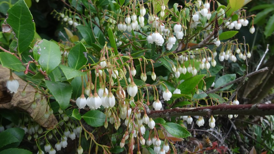 濃い緑の葉に囲まれた細い枝から、釣鐘状の白い小さな花が多数垂れ下がったギーマの写真