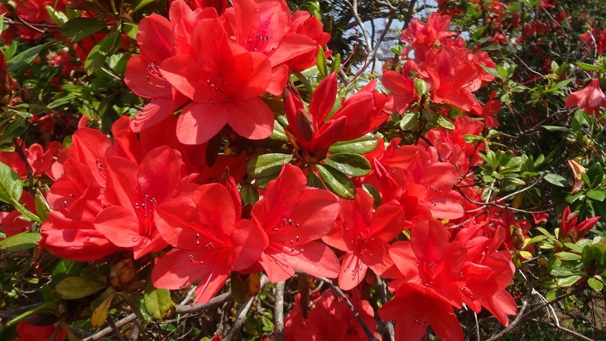 鮮やかな赤色の花びらを持つケラマツツジの花が密集して咲いているのをクローズアップで写した写真