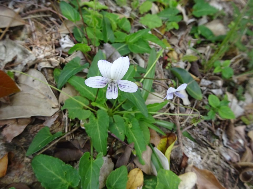 白色の小さな花びらに紫色の線が走るスミレの花が一輪咲いているタチツボスミレの写真