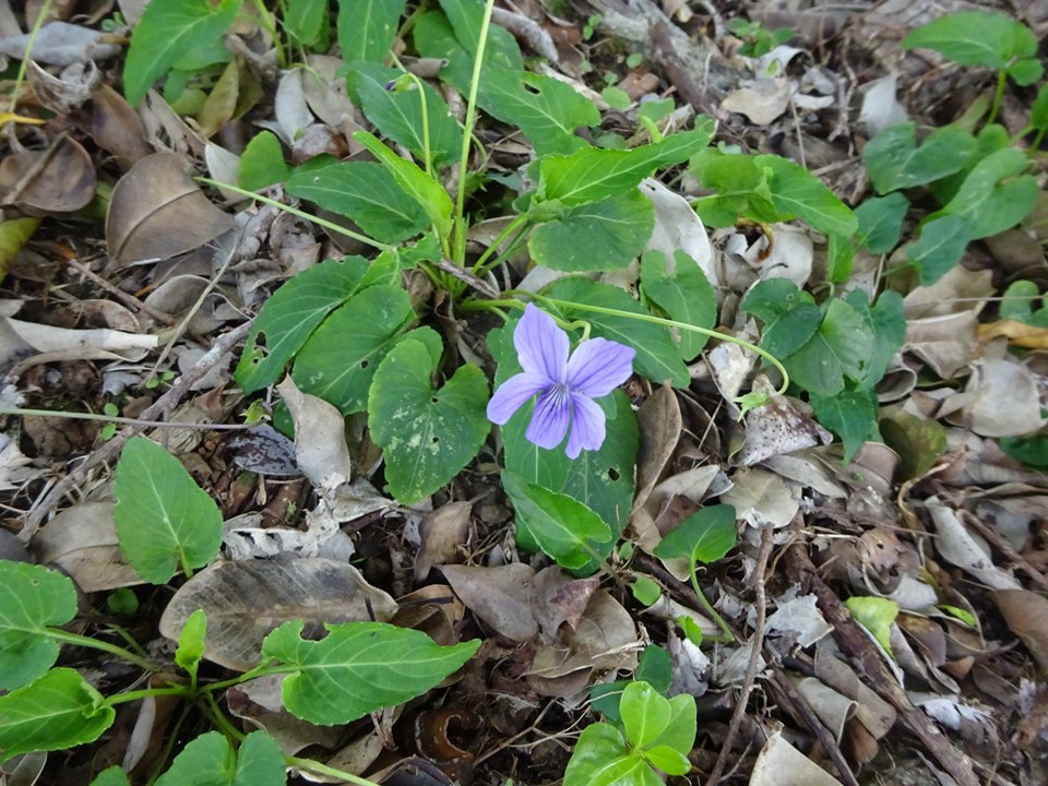 地面に鮮やかな紫色をした五枚の花びらを持つスミレが一輪咲いているリュウキュウコスミレの写真