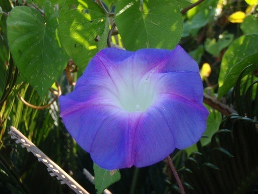 鮮やかな青紫色から中心にかけて白くなる漏斗状のアサガオの花をクローズアップで映し出したリュウキュウノアサガオの写真