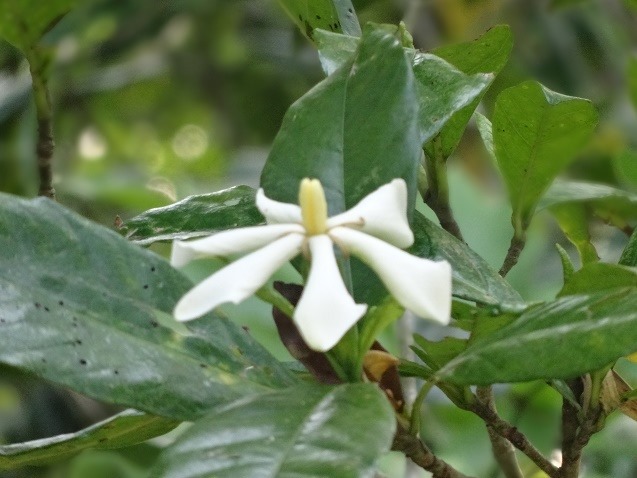 濃い緑の大きな葉に覆われた枝の真ん中に、細長く白い六枚の花びらが開き、中央から淡黄色の雄しべが伸びているクチナシの花の写真