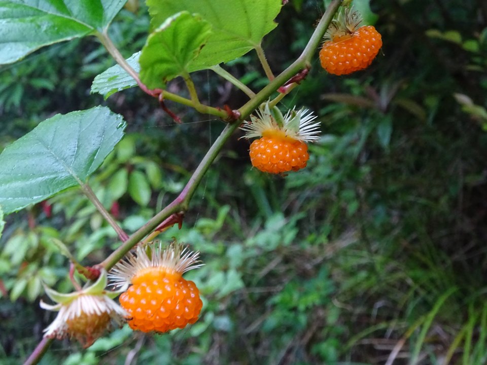 青々とした葉と鮮やかなオレンジ色の集合果が3つぶら下がっており、それぞれの実の上部から白い毛状の萼が放射状に突き出ているリュウキュウイチゴ の実の写真