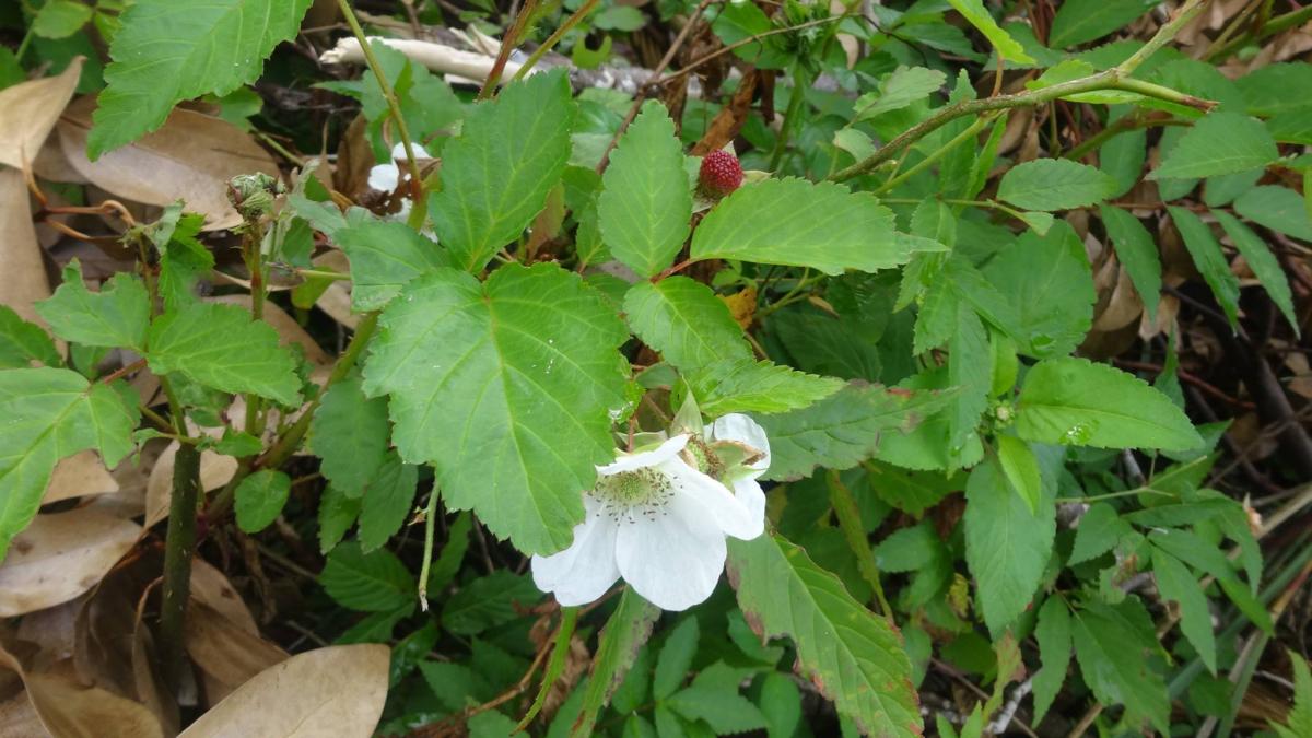 濃い緑の大きな葉に囲まれた細い枝の先に、花びらが開いた純白のリュウキュウバライチゴの花が咲き、赤い実が1粒実っている写真