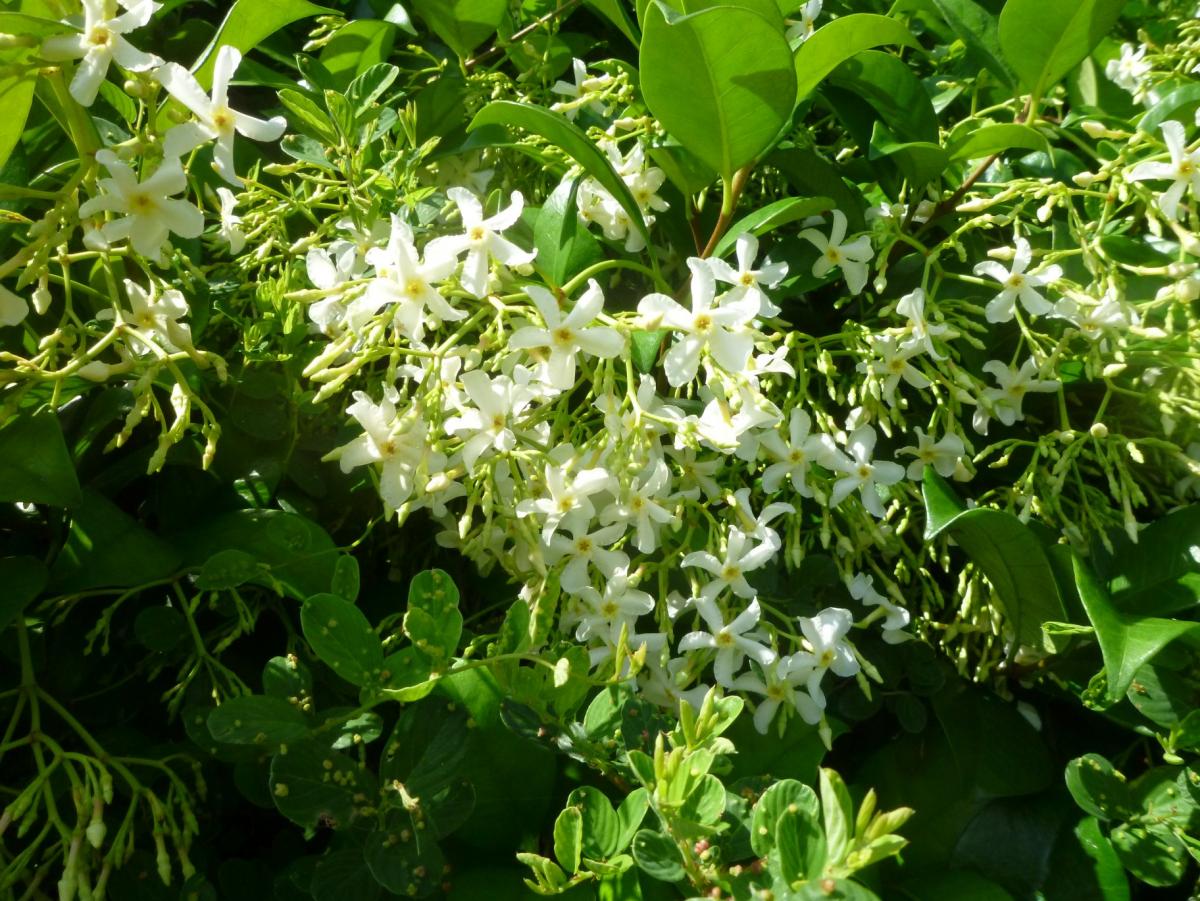 緑の葉の間に、小さくて星形の白い花が房状に咲いているオキナワテイカカズラの写真