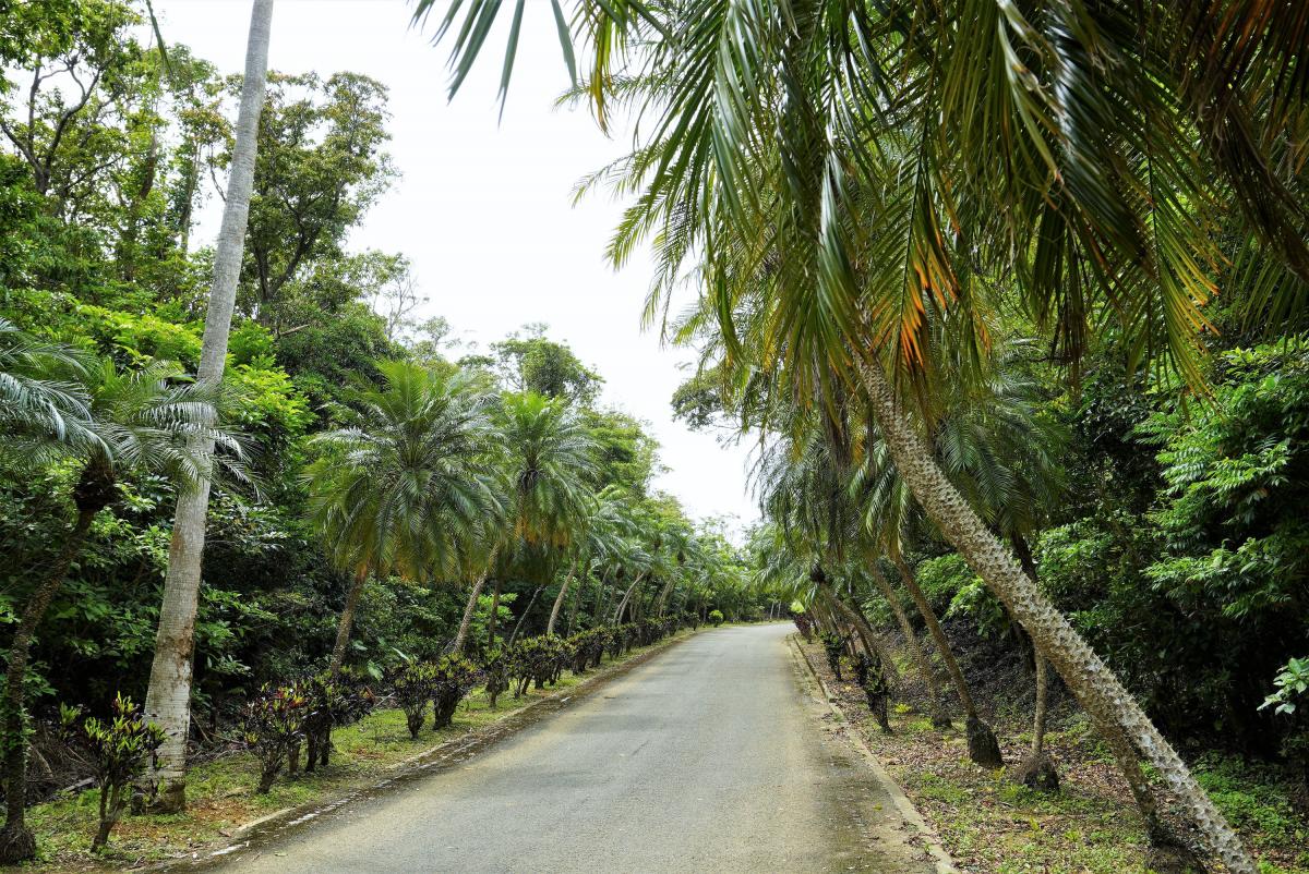 生い茂る濃い緑の森に囲まれた一本の舗装道路の両脇に、背の高いヤシの木が等間隔に並んでいる美しい自然豊かな並木道を写した写真
