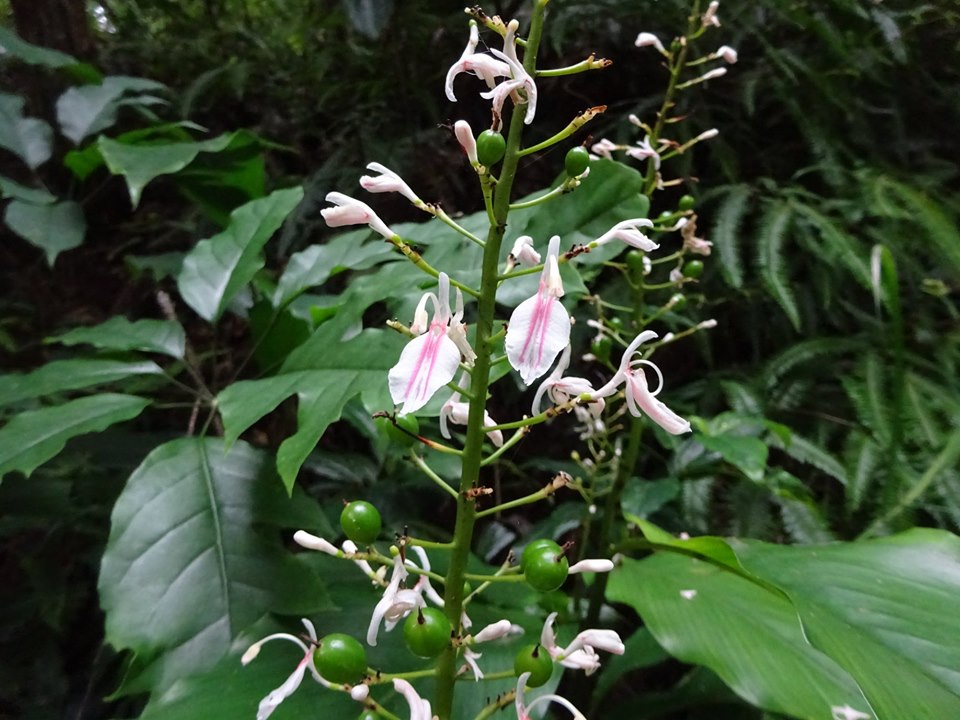 茎に沿って螺旋状に咲く白と薄ピンクの唇弁状の花と、明るい緑色の丸い果実をつけたアオノクマタケランの写真