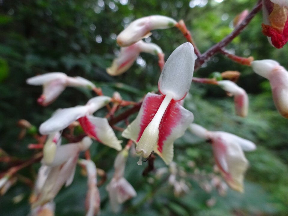 上向きに反り返った細長い白い花弁を持ち、中央が赤く染まった唇弁が特徴的な複数の花が咲いているクマタケランの写真