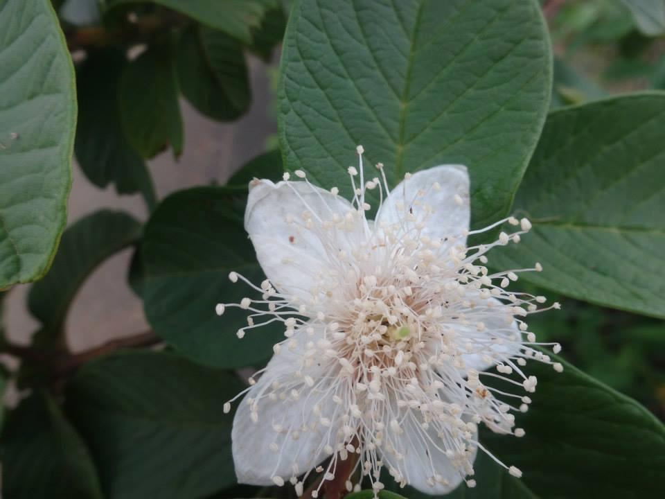 濃い緑の大きな葉を背景に、白色の五枚の花びらを持つグァバの花が咲き、中心から無数の淡黄色の雄しべが放射状に伸びている写真