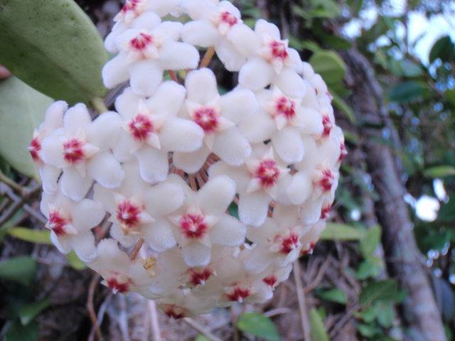 白い花が球状に密生し、それぞれの中心が濃いピンク色に染まって咲いているサクラランの写真