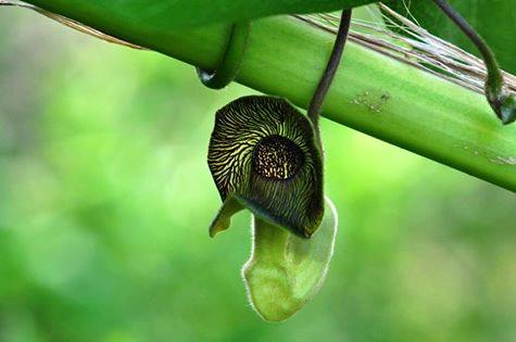 鮮やかな緑色の茎から吊り下がる、濃い焦げ茶色で黄色い脈があり中心に小さな穴がある奇妙な袋状の花が咲いているリュウキュウウマノスズクサの写真