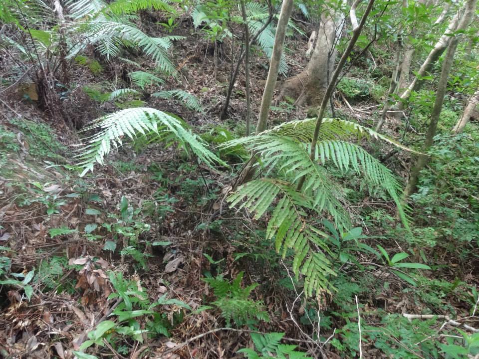 様々な種類の植物が密生し、落ち葉や枯れた枝が散乱する森林の中で、大きく広がる緑のシダの写真