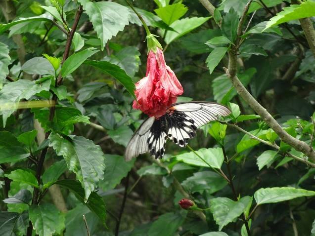 黒と白の羽根を持つ大きな蝶が、鮮やかなピンク色のハイビスカスの花にとまっているナガサキアゲハの写真