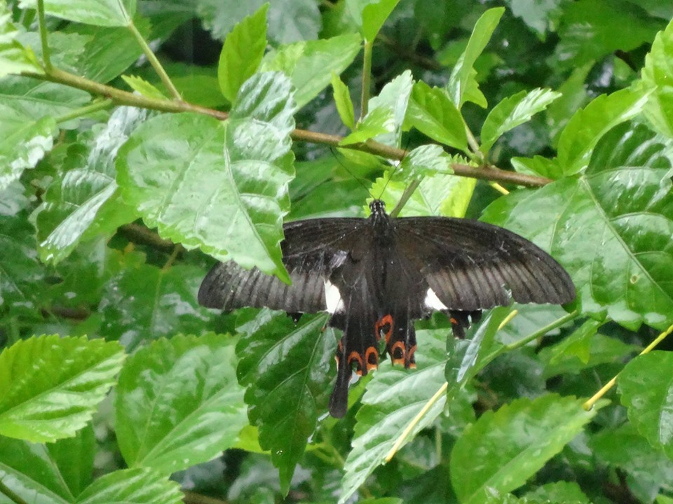 濃い緑の葉が生い茂る中で、尾状突起を持つ黒い蝶が羽根を広げてとまり、後翅には白い斑点とオレンジ色の円形の模様が確認できるモンキアゲハの写真