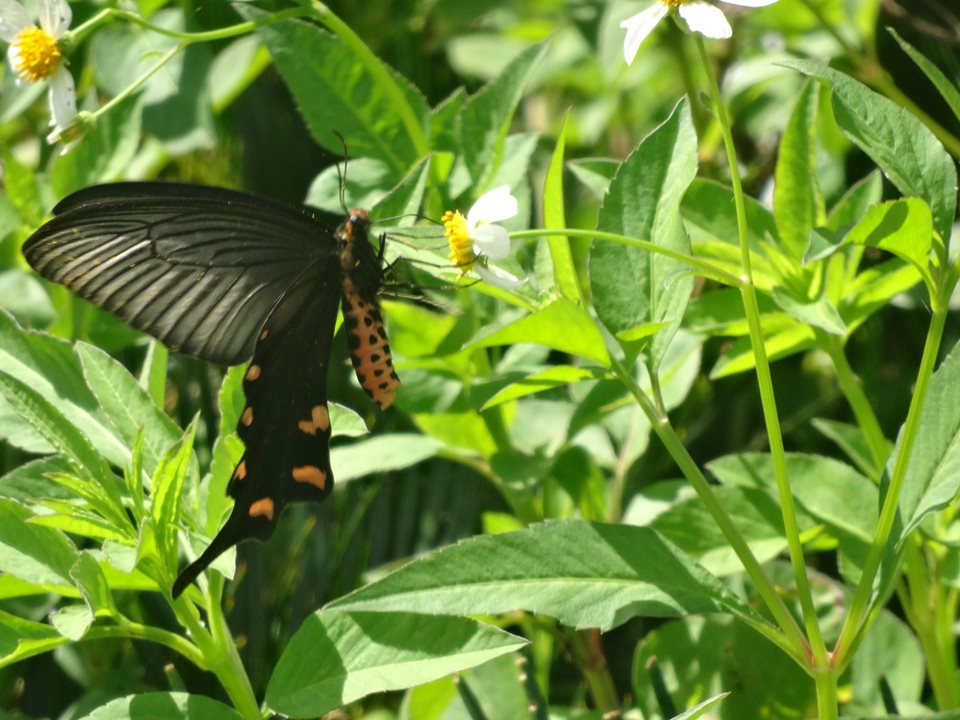 尾状突起を持つ黒い蝶が細い茎の先に咲く小さな白い花にとまり、後翅のオレンジ色の斑点が確認できるベニモンアゲハの写真