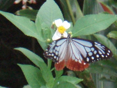 白と水色のまだら模様の前翅と赤茶色の後翅を持ち、外縁に沿って白い斑点が並ぶ蝶アサギマダラの写真