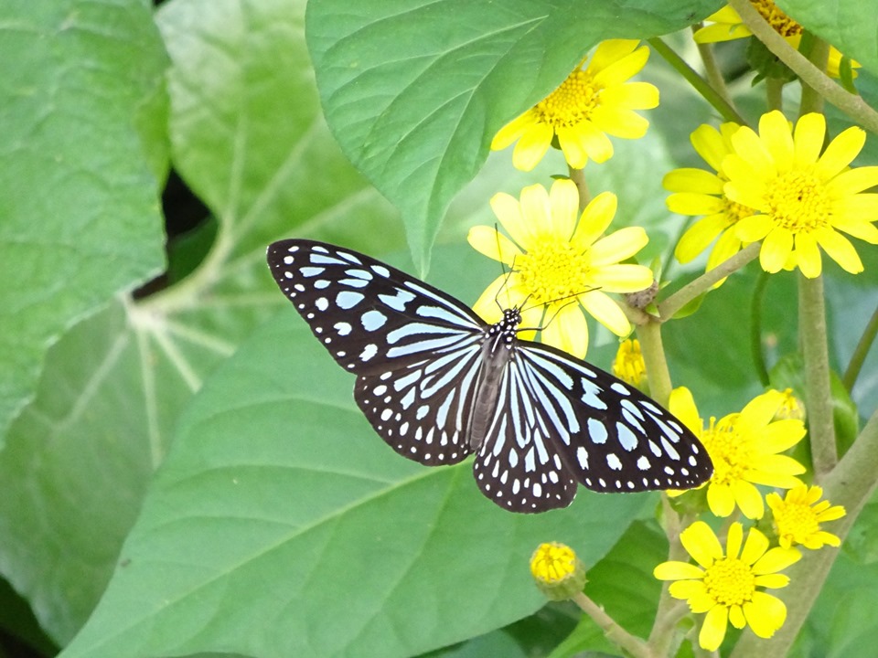 黒い羽根に水色の斑点模様を持つ蝶リュウキュウアサギマダラが、鮮やかな黄色い花にとまっている写真