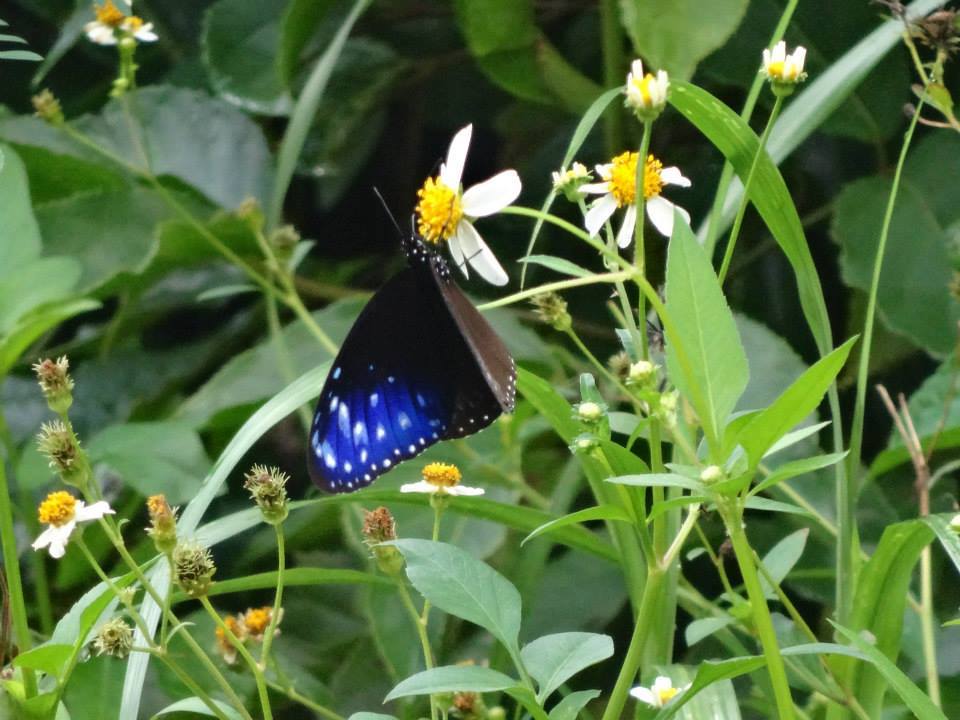 黒っぽい羽根の下部に鮮やかな青い斑点が規則的に並んだ蝶ツマムラサキマダラが、白い花びらとまっている写真