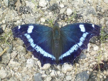 濃い紺色から黒の羽根の下部に、鮮やかな青色の斑点が複数並んでいる蝶ルリタテハの写真