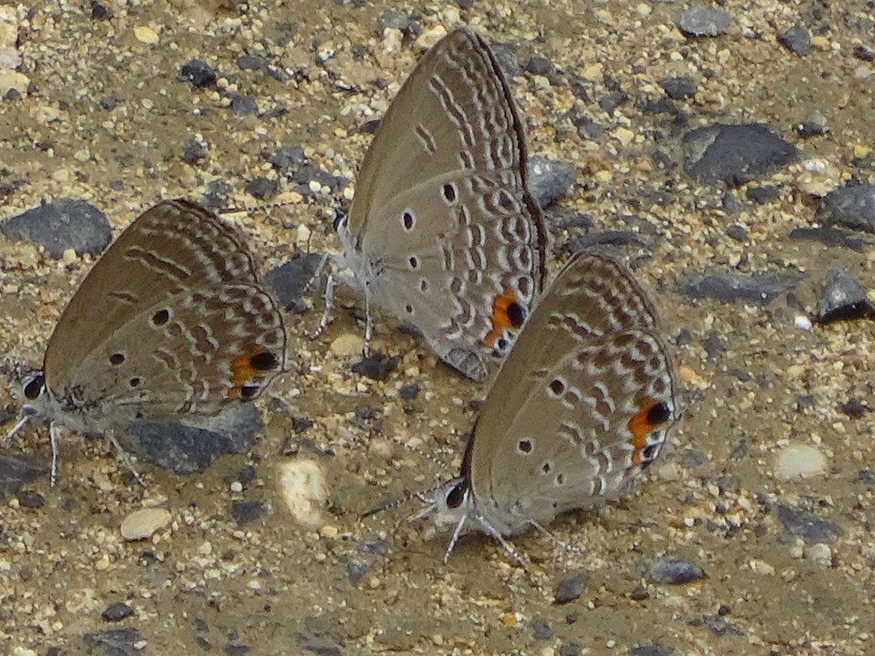 淡い灰褐色の翅の裏面に、複数の白い斑点と尾部近くにオレンジ色の斑紋を持つクロマダラソテツシジミの蝶が、翅を閉じて三匹が地面の小石の上に集まっている様子の写真