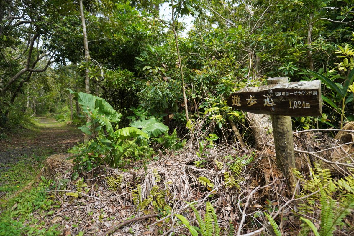 深い緑の木々に囲まれた森林の中の遊歩道の入り口付近に立つ木製の看板で、「遊歩道」と「グラウンド前から電波塔前 1,024メートル」という案内が記されている写真
