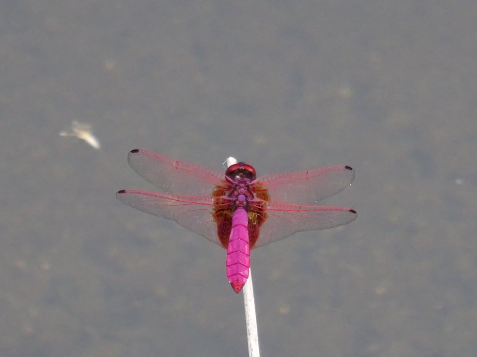 鮮やかな深紅色の胴体と尾部を持ち、羽根が透明感のある赤色に染まっているベニトンボの写真