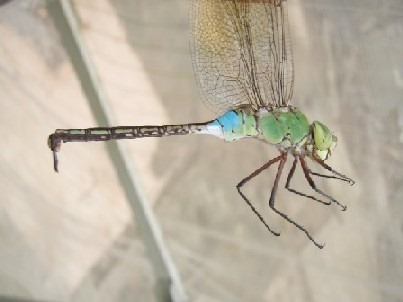 緑色と水色の鮮やかな胸部を持つトンボで腹部は細い黒と白の横縞模様になっているギンヤンマの写真