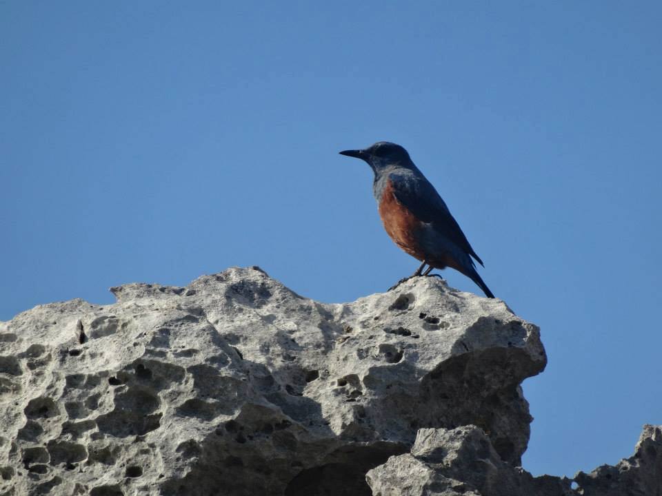 青い空を背景に、橙色の腹と濃い灰色の頭を持つ鳥が、ごつごつした風食を受けた石灰岩のような岩の頂上にとまっている写真