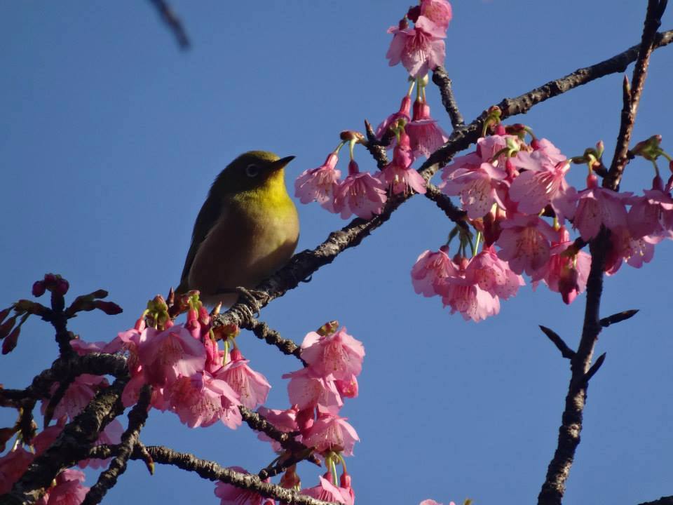 明るい青空の下、濃いピンク色の花を咲かせた桜の枝に、黄緑色の小さな鳥が停まっているメジロの写真
