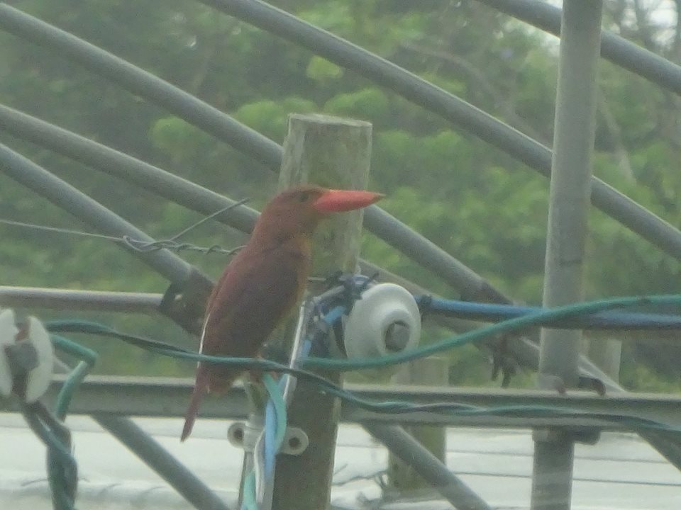赤茶色の体に、非常に目立つ鮮やかな赤いくちばしを持つ鳥、アカショウビンとまっている写真