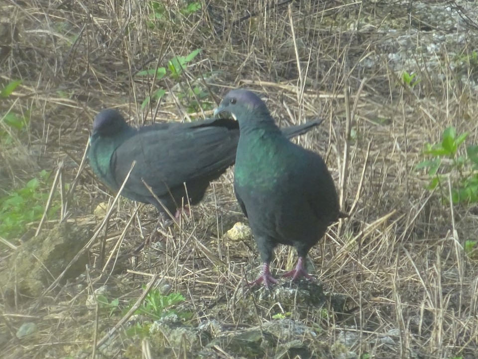 枯れ草や岩が露出した地面に、光沢のある紫や緑を帯びた黒い羽毛を持つ鳥、カラスバトが二羽立っている写真