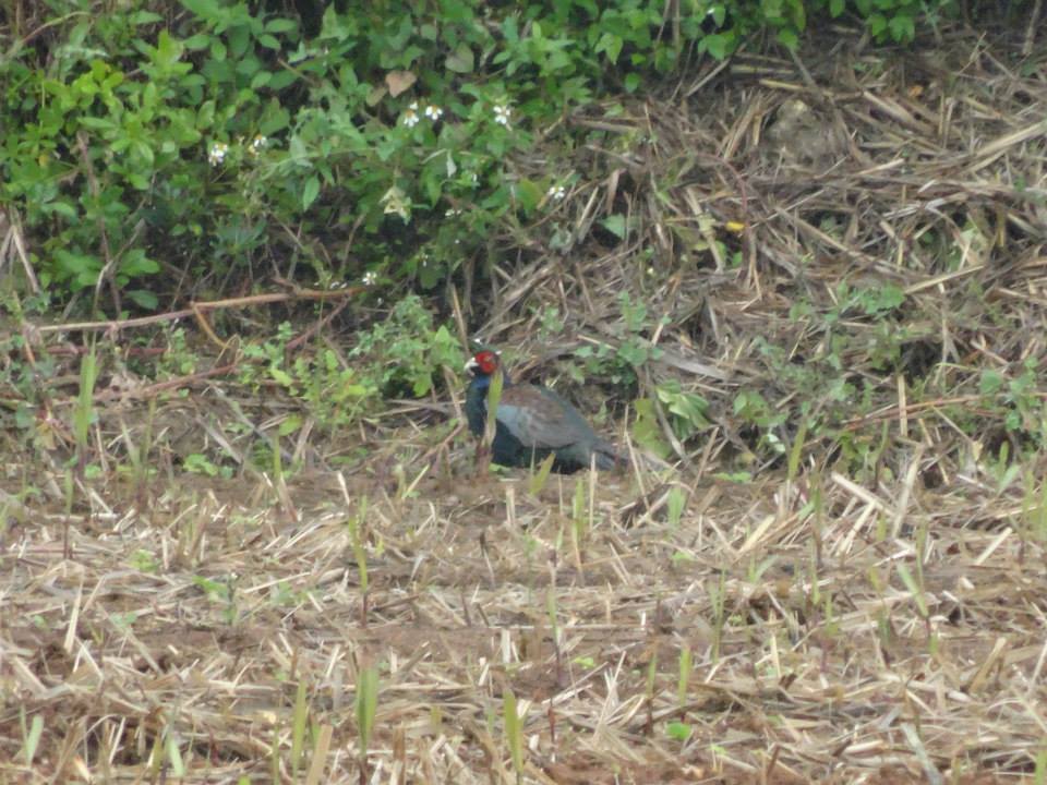 草や低木が生い茂る中で、暗い青みがかった体に、目元が鮮やかな赤色の鳥、キジの写真