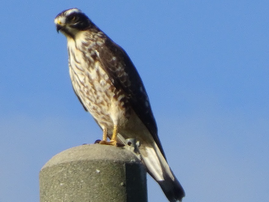 淡い青空を背景に、灰色の石柱の頂上に止まっている、茶色と白の斑点模様の羽毛と鋭い鉤爪を持つタカ科の鳥サシバの写真