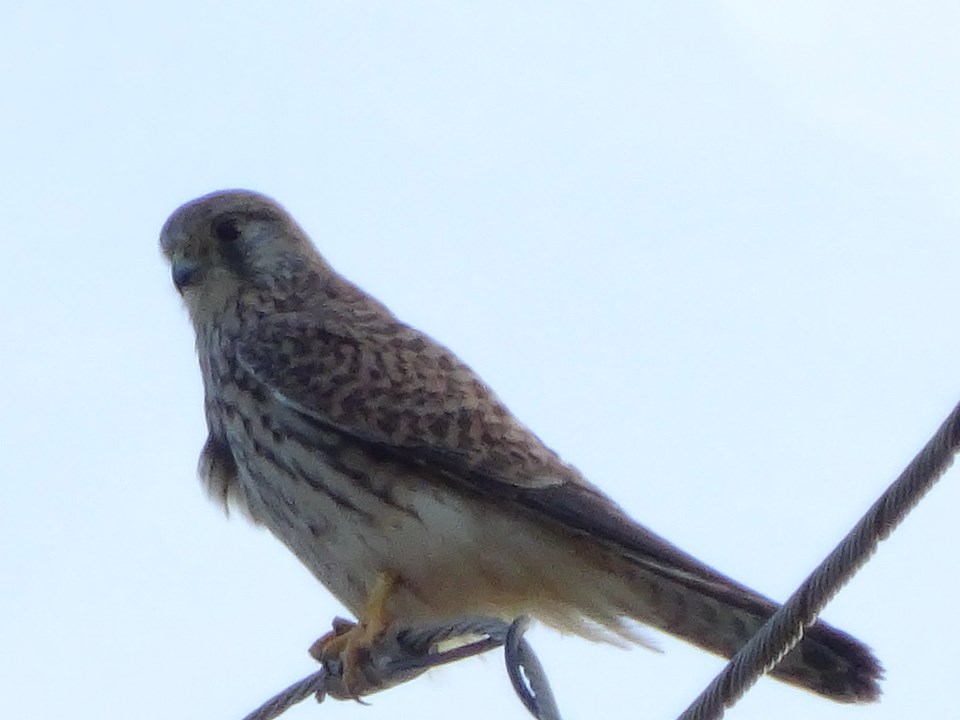 青空を背景に、電線のようなケーブルの上に止まっている、背中が茶色と黒の鱗状の模様の鳥チョウゲンボウの写真