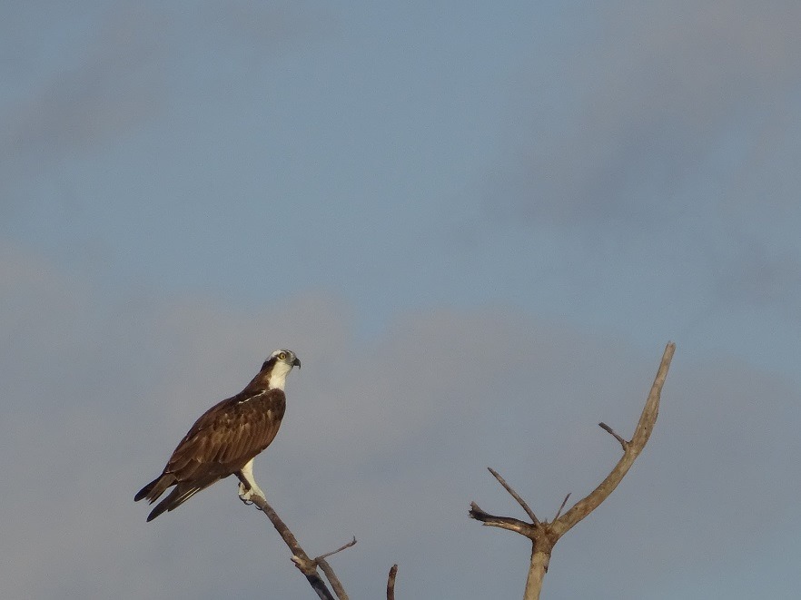 曇りがかった青空を背景に、木の枝の先端に、茶色と白のコントラストがはっきりした羽毛を持つ鳥ミサゴの写真