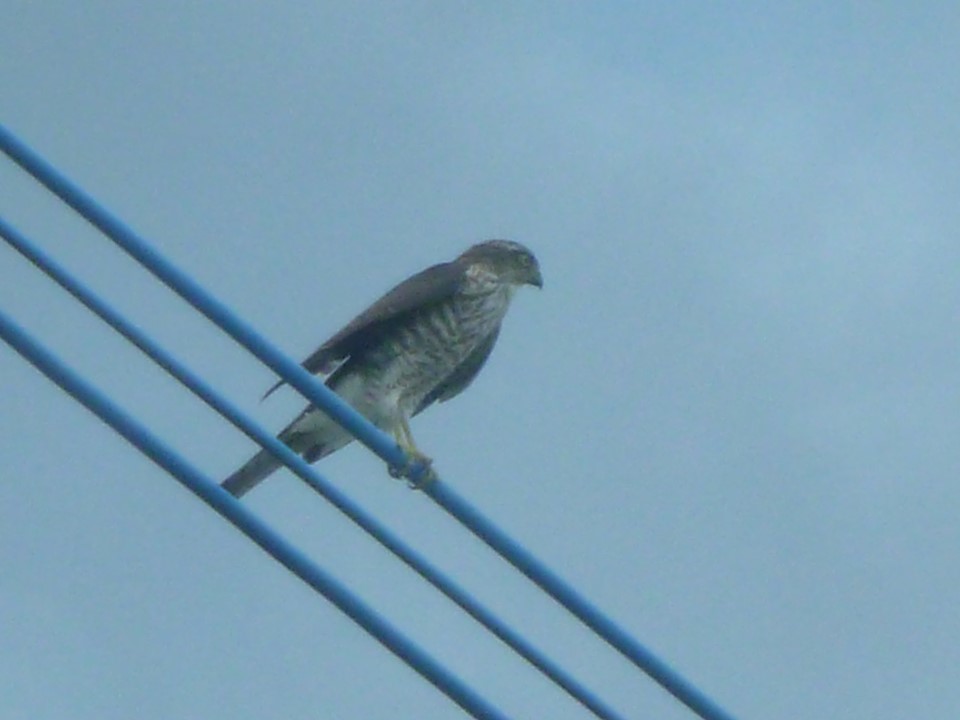 青空を背景に、細い電線のようなケーブルの上に止まっている、背中が茶色と黒の鱗状の模様で腹部に縦縞がある鳥ツミの写真