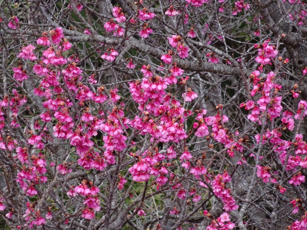 木の枝が縦横に複雑に絡み合う中で、鮮やかな濃いピンク色の小さな花が密集して咲き誇る様子をクローズアップした寒緋桜の写真