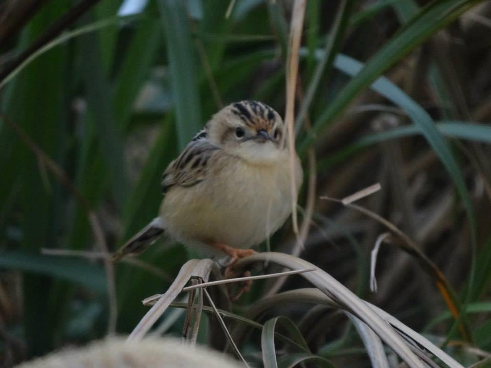 濃い緑色の植物を背景に、丸い体つきで薄茶色の腹部と頭部に黒い縦縞模様がある、小さな野鳥が枯れた草の茎に止まっているセッカの写真