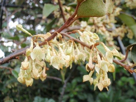 細い小枝から、下向きにベルのような形をした白色の小さな花が多数ぶら下がったツルグミの写真
