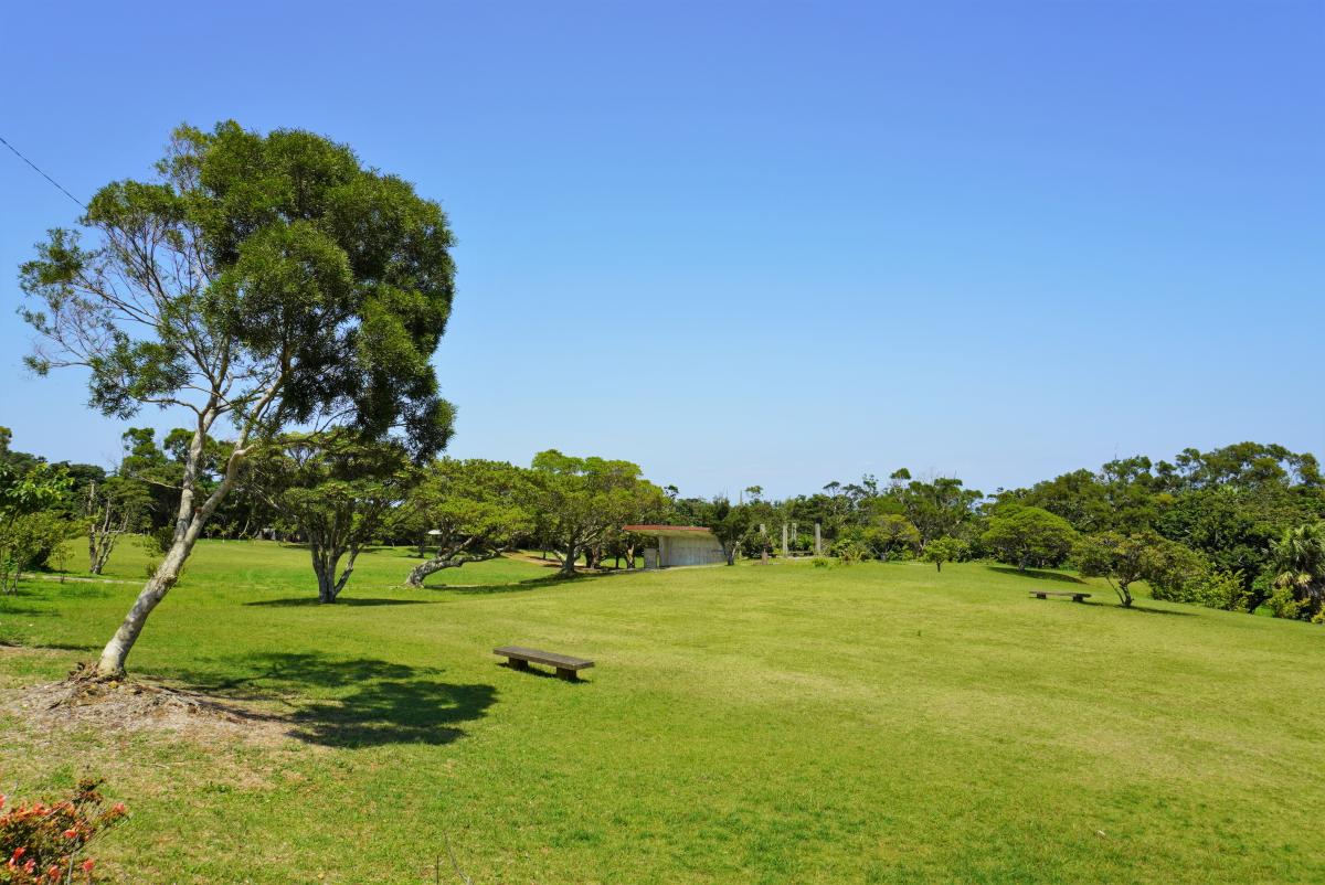 晴れた青空の下、広大な芝生が広がる公園で、左手前には大きく枝を張る木が立ち、芝生の上には木製のベンチが二つ置かれている大山野営場の写真