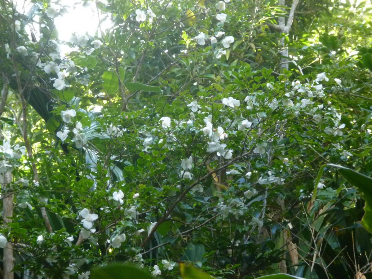 光が差し込む深い森林の木立の下、青々とした葉と白い花びらを持つ小さな花を多数つけたヒメサザンカの写真