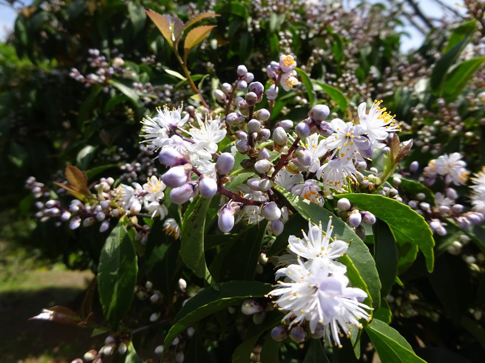 小さな蕾が多数つき、開いた花は中心から白い雄しべが放射状に伸びており、鮮やかに咲き誇るアオバナハイノキの写真