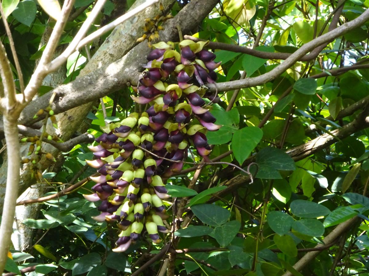 緑色の葉と、垂れ下がるように咲いた紫と黄緑色の肉厚な房状のつぼみが、周囲の木々の枝からぶら下がっている イルカンダの写真