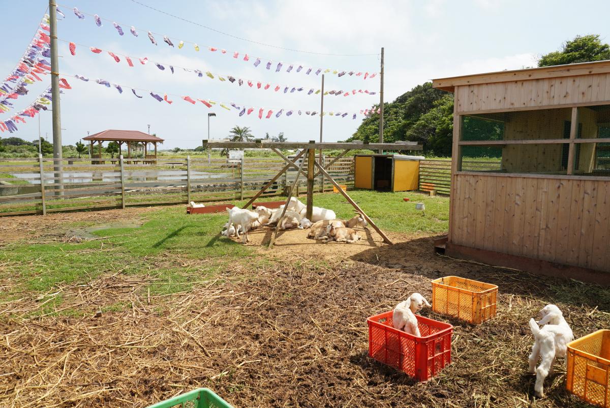 木でできた柵の中に白い子ヤギが赤いコンテナとオレンジ色のコンテナの周りや木枠の下に座って休んでおり、上空にはカラフルな旗が多数吊るされ、右には木製の小屋と奥に東屋が見える屋外写真