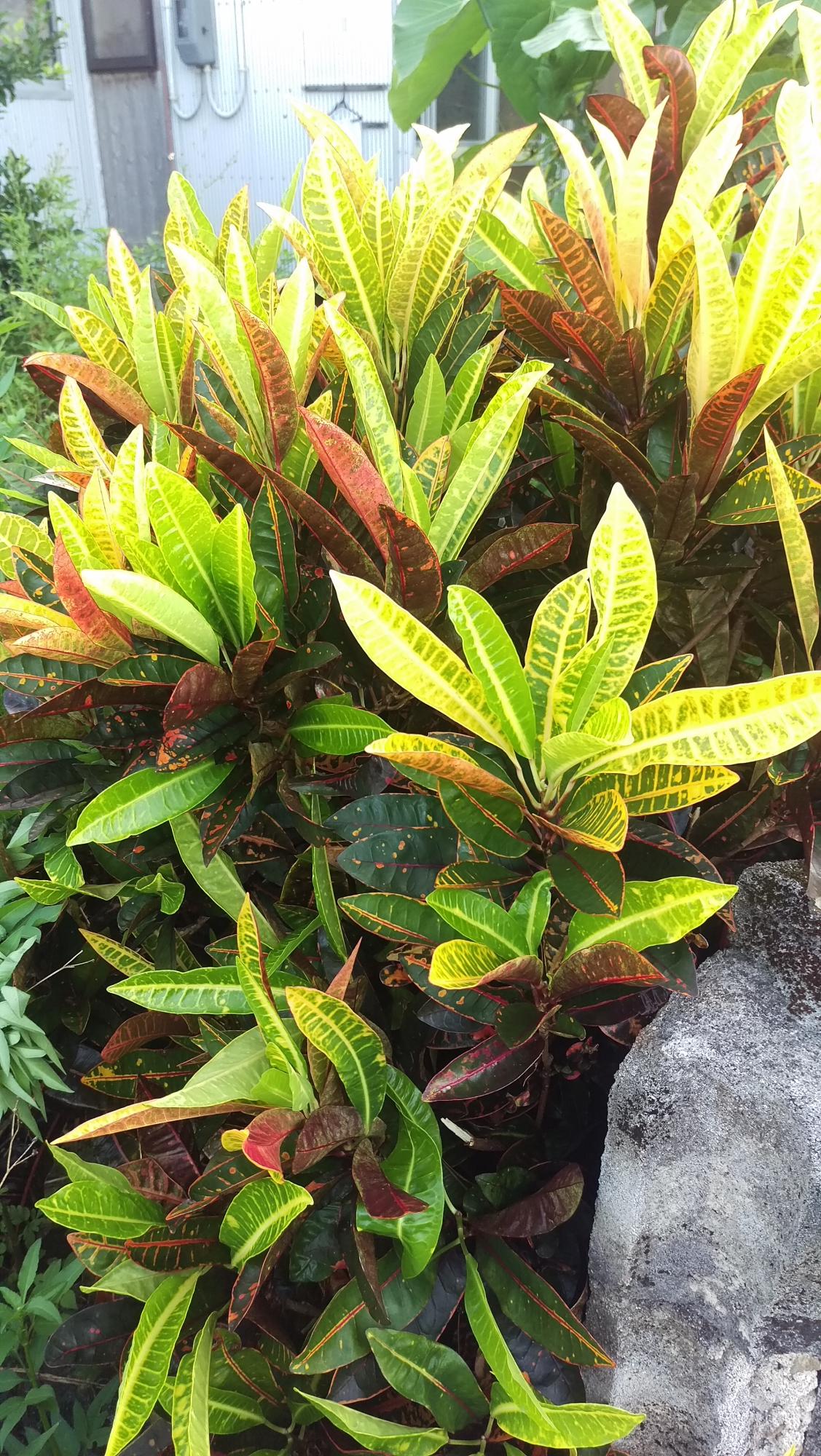 黄色、黄緑色、赤褐色が混ざり合った細長い葉を持つクロトンの写真