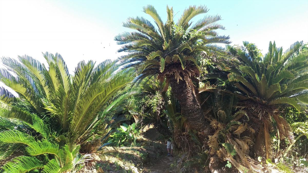 シダのような濃い緑色の葉が放射状に広がる、太い幹のソテツが並んでいる写真