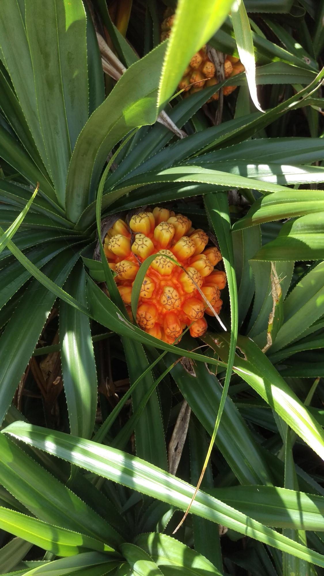 長い剣状の葉が螺旋状に茂る中央に、明るいオレンジ色でパイナップル状の丸い集合果をつけたアダンの写真